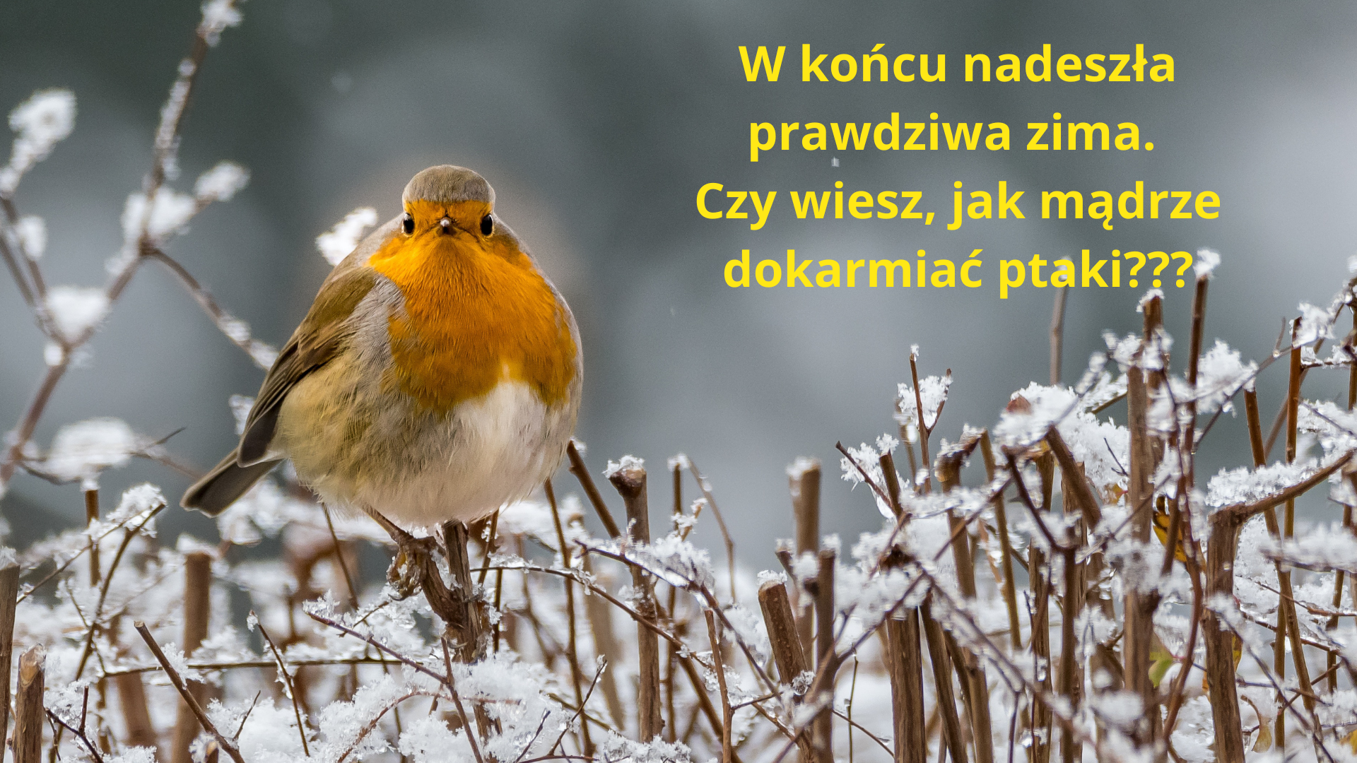 Dokarmianie ptaków zimą.
