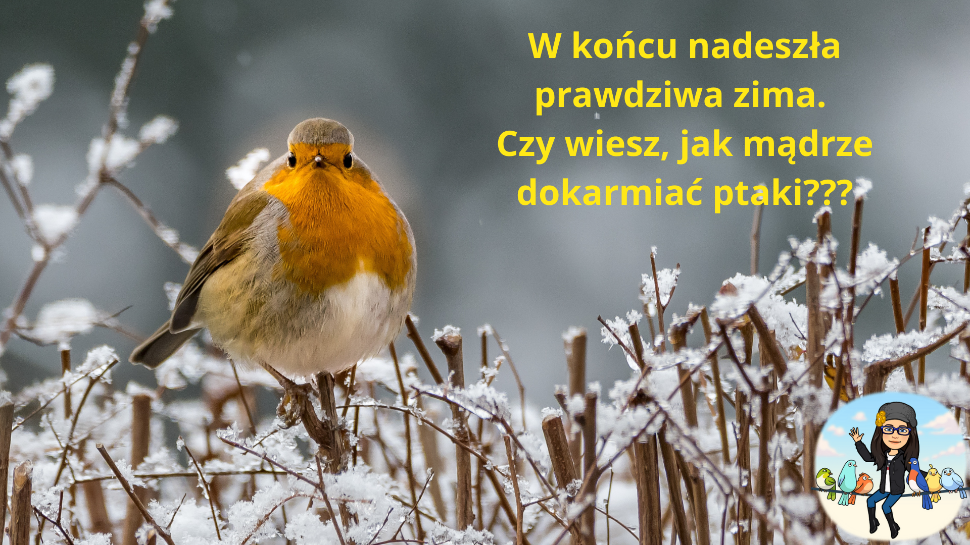 Mądre dokarmianie ptaków zimą.