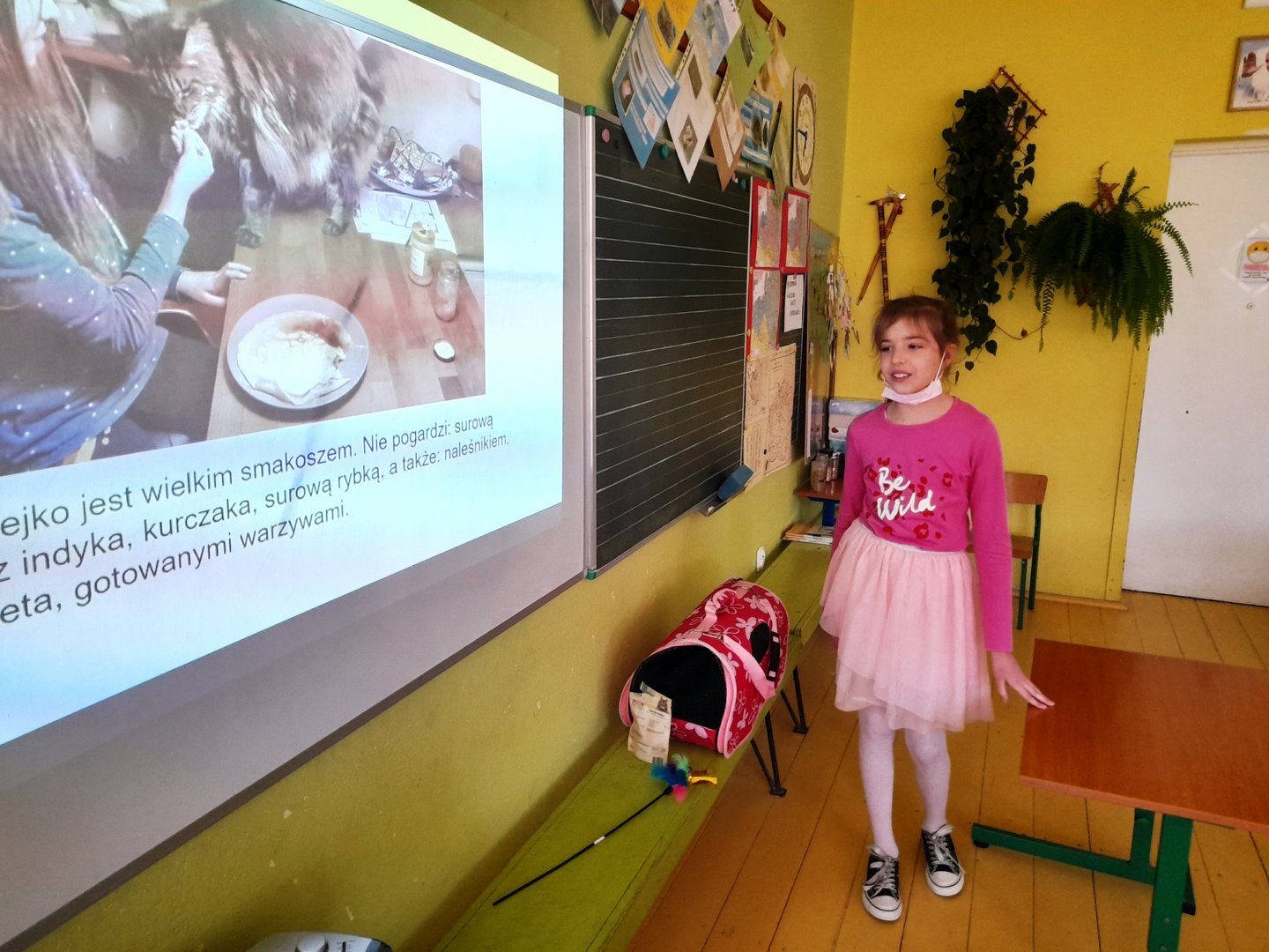 LEKCJA IDY - MÓJ MAINE COON MATEJKO