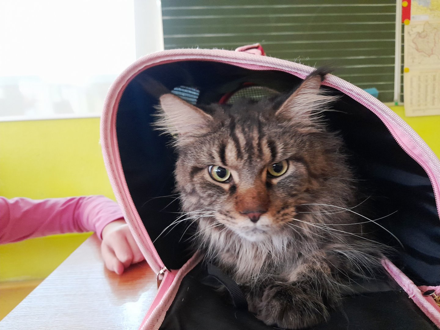 LEKCJA IDY - 5. KOT MATEJKO