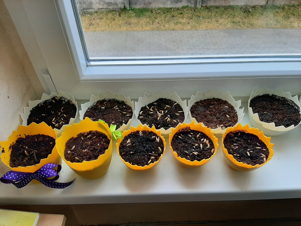 Przygotowanie do świąt