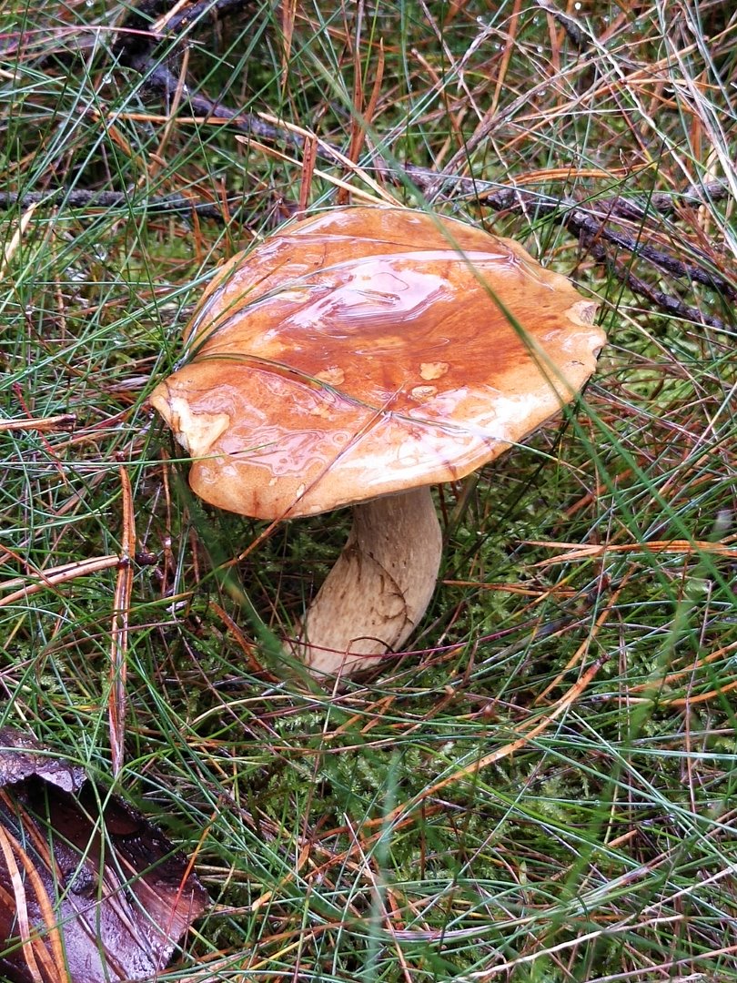 Różnorodność świata grzybów - warsztaty terenowo-stacjonarne.